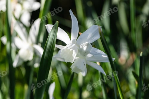 Preview: Pure White Daffodil Flowers Blooming in the Spring. White Narcissus Flowers.
