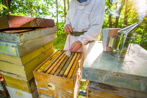 Preview: Beekeeping occupation