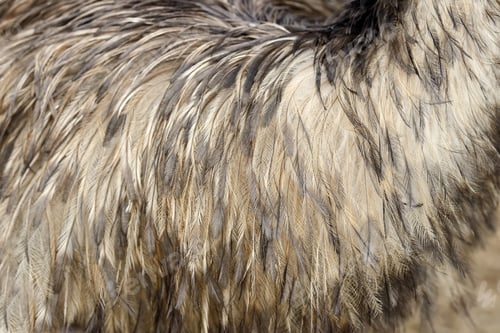 Preview: Feathers texture of a ostrich