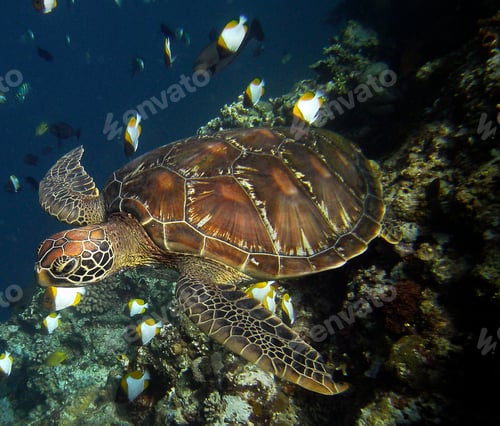 Preview: A Beautiful Turtle underwater photography
