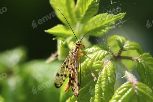 Preview: Close-Up of a Scorpionfly Resting on Green Leaves in Sunlight