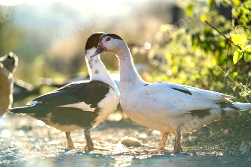 Preview: Ducks feed on traditional rural barnyard. Detail of a duck head.