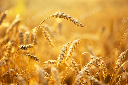 Preview: Ripe wheat spikelets on golden field