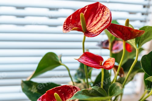 Preview: Anthurium flower care, flowering, growth at home