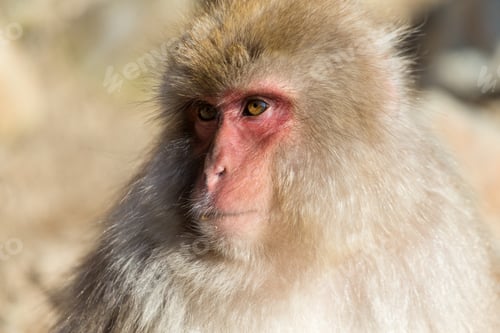 Preview: Cute Monkey