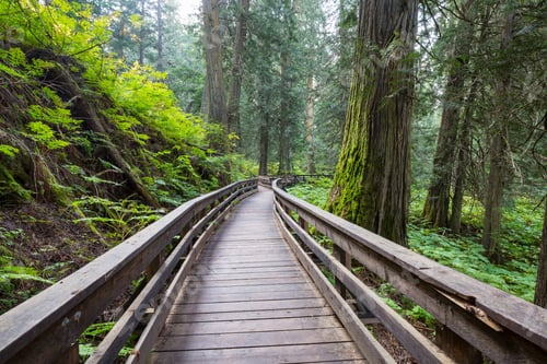Preview: Boardwalk in the forest