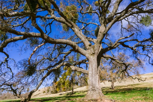 Preview: Large valley oak tree