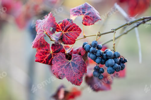 Preview: Bunches of grapes on a vine in a vineyard on an autumn day.