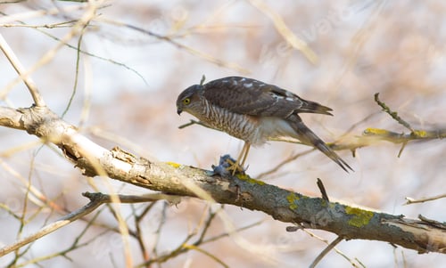 Preview: Sparrow-hawk, Accipiter nisus. Bird of prey sits on a tree branch, holds prey in its paws and eats