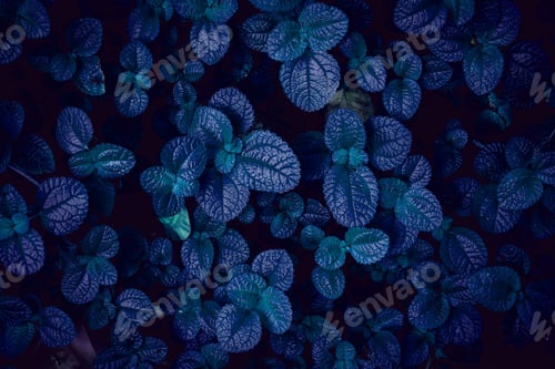 Preview: A background with an abstract design and a close-up texture of green leaves.