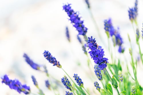 Preview: Lavender flowers