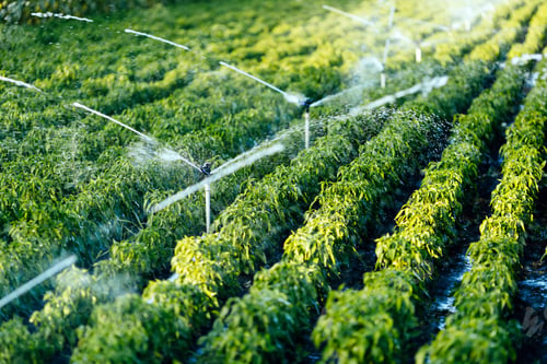Preview: Irrigation system in function