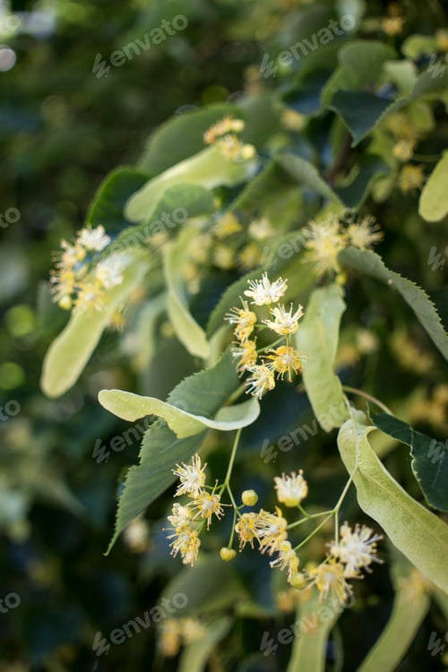 Preview: Tilia, linden tree, basswood or lime tree with unblown blossom.