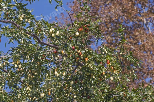 Preview: Jujube (Ziziphus Jujuba). Called Red Date, Chinese Date, Korean Date And Indian Date Also