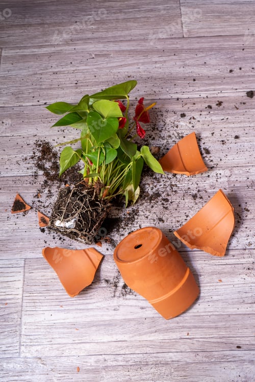 Preview: Broken flower pot. Anthurium flower. Clay terracotta flowerpot.