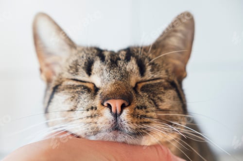 Preview: Happy tabby cat.