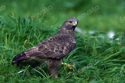 Preview: Common buzzard (Buteo buteo)