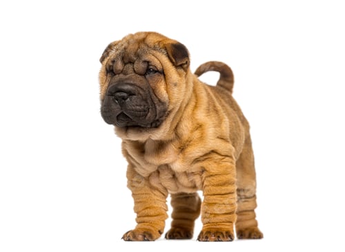 Preview: Wrinkled shar pei puppy standing looking away