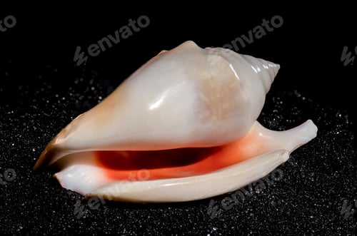 Preview: Strombidae Seashell on a black sand background