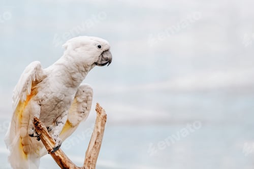 Preview: nature