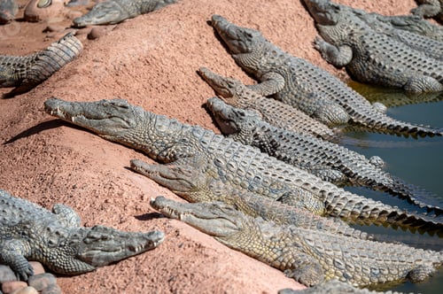 Preview: Crocodiles sunbathing on the shore in a Moroccan wildlife reserve during midday