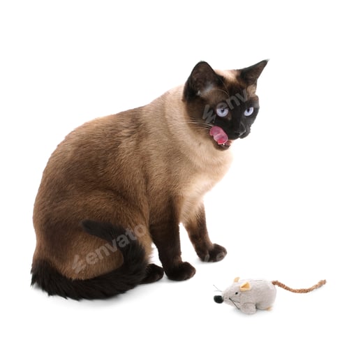 Preview: siamese cat with toy mouse