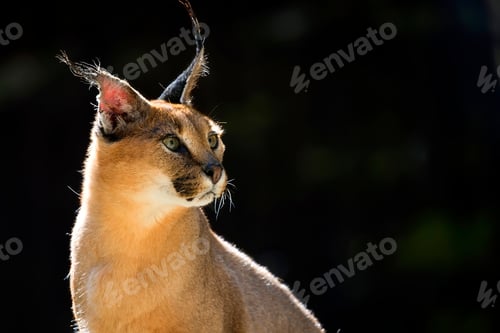 Preview: Caracal, a portrait