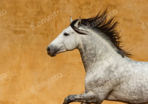 Preview: Close-up of a white Andalusian Spanish Pura Raza Espanola horse running against a yellow background
