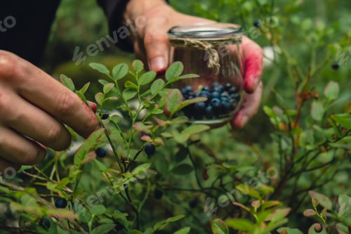 Preview: Man picking berries, process of collecting harvesting into glass jar in the forest. Bush of ripe