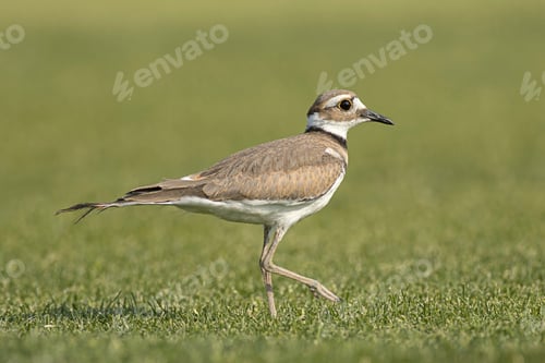 Preview: Killdeer walking on grass.