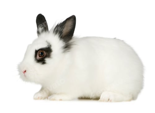 Preview: Rabbit