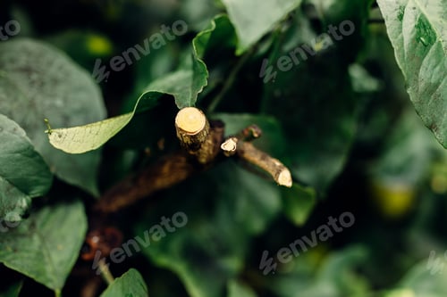 Preview: Selective focus shot of branches against a blurred background
