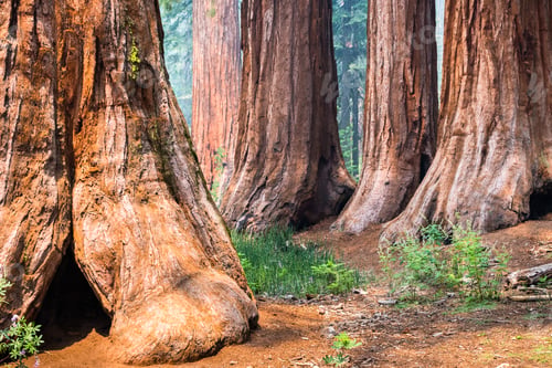 Preview: Giant Sequoia trees in Mariposa Grove, Yosemite National Park