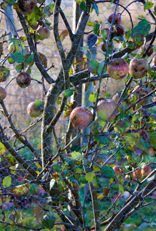 Preview: Apple Tree