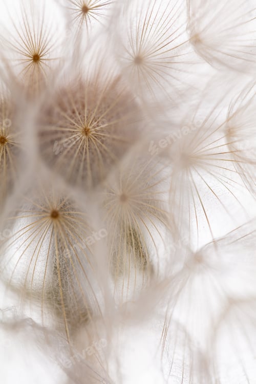 Preview: Abstract dandelion macro flower background. Seed macro closeup. Soft focus