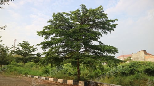 Preview: Terminalia neotaliala