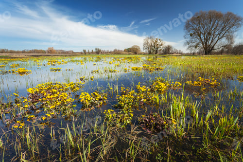 Preview: A wet meadow with marsh marigolds
