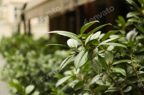 Preview: Closeup view of beautiful plant with bright green leaves outdoors