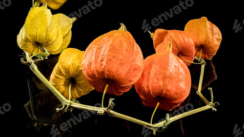 Preview: Physalis on a black background