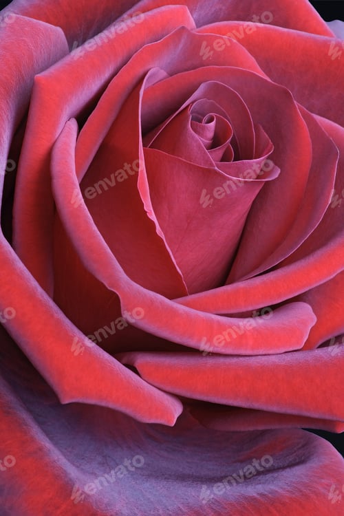 Preview: Rose Flower (Rosa X Hybrid)