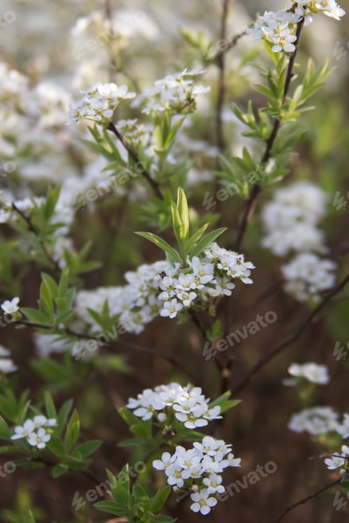 Preview: white flowers on the branches of a blooming
