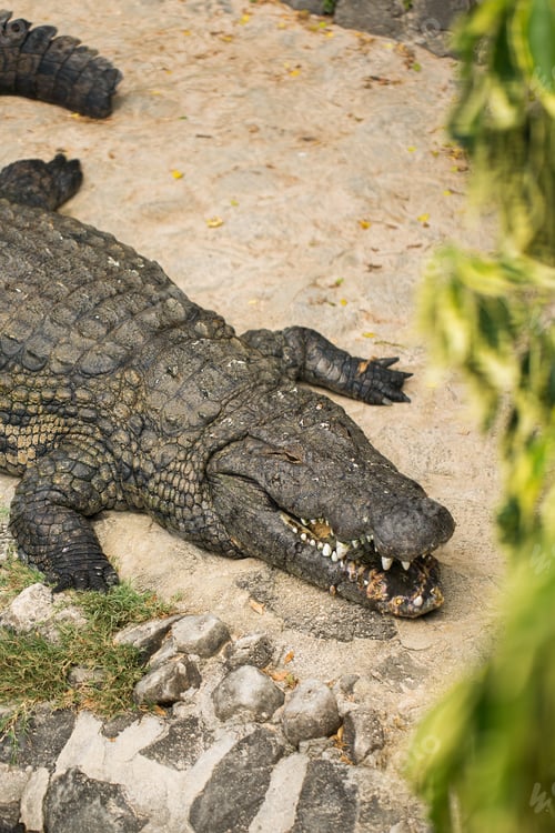 Preview: Crocodile on the sand in the zoo