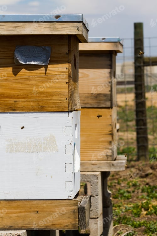 Preview: Beekeeping