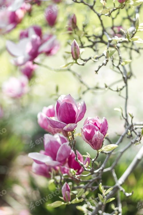 Preview: Pink magnolia flowers in botanical garden