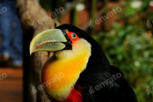 Preview: toucan, bird, colours, tropics