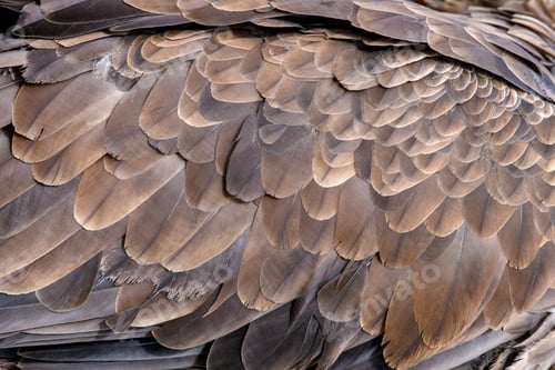 Preview: Closeup texture of brown eagle