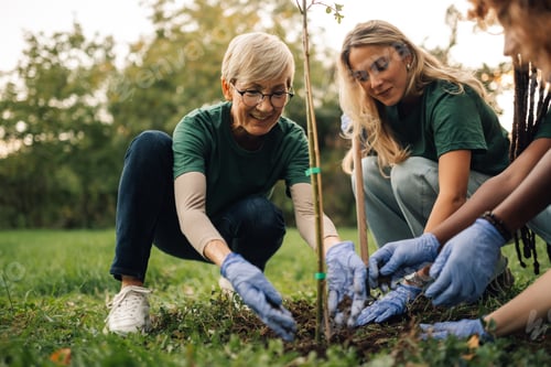 Preview: Volunteers planting a tree in a park
