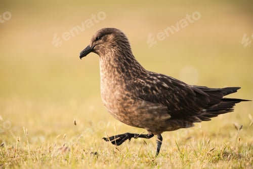 Vista previa: Great skua, Bonxie, (stercorarius skua) side view on grass, Fair Isle, Shetland, United Kingdom