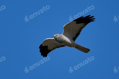Preview: Hen harrier (Circus cyaneus)