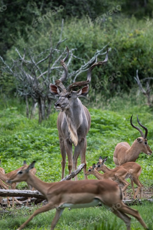 Preview: Kudu buck deer relaxing in the Kruger National safari park in South Africa
